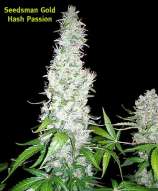 Seedsman Hash Passion