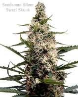 Seedsman Swazi Skunk