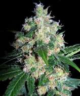 Seedsman Velvet Bud