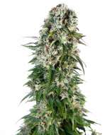 Sensi Seeds Big Bud Automatic