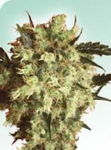 Sensi Seeds Marleys Collie