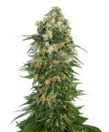 Sensi Seeds Shiva Skunk Automatic