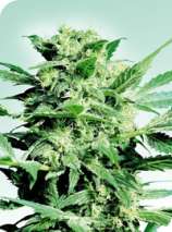 Sensi Seeds Shiva Skunk