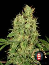 Serious Seeds CBD Chronic