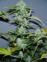 Serious Seeds White Russian Autoflowering #1