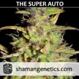 Shaman Genetics The Super Auto