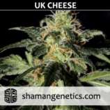 Shaman Genetics UK Cheese