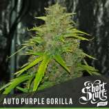 Short Stuff Seedbank Auto Purple Gorilla