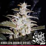 Short Stuff Seedbank Himalaya Orange Diesel