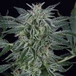 Silent Seeds Critical Jack Auto