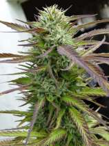 Silver River Seeds Sour Flash
