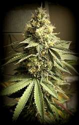 Sin City Seeds Galactic Jack