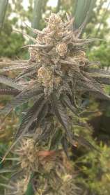 Sin City Seeds HarleSin