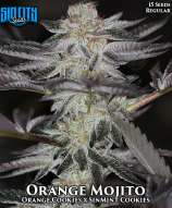 Sin City Seeds Orange Mojito