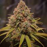 Sin City Seeds Sequoia Strawberry