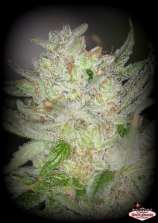 Sin City Seeds WhiteNightmare