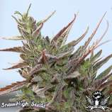 SnowHigh Seeds Dr. Xeus