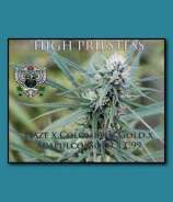 SnowHigh Seeds High Priestess