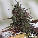 SnowHigh Seeds Panama Gold