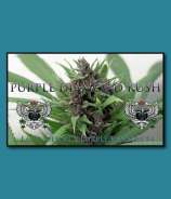 SnowHigh Seeds Purple Diamond Kush