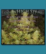 SnowHigh Seeds Royal Chocolate Thai