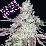 Soloud Genetics White Runtz S1