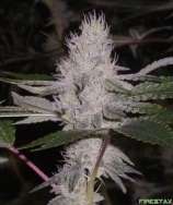 Space GenetiX GG #4