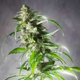 Spliff Seeds Jack F1