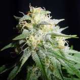 Spliff Seeds White Widow Automatic