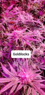 Stinky's Genetics Goldilocks