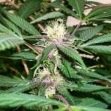 Stone Free Seeds Kush Island