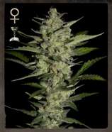 Strain Hunters Seed Bank Flowerbomb Kush