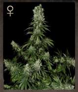 Strain Hunters Seed Bank White Strawberry Skunk