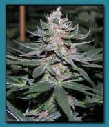 Swami Organic Seed Mazar-I-Shariff x Pakistan Chitral Kush