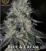 Swamp Boys Seeds Blue and Cream