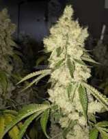 Swamp Boys Seeds Cuban Linx