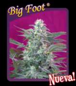 Sweet Seeds Big Foot