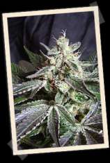 Sweet Seeds Black Jack F1 Fast Version