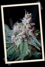 Sweet Seeds Cream Caramel F1 Fast Version