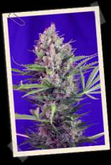 Sweet Seeds Cream Mandarine F1 Fast Version