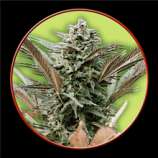 SwissSeeds Double Gum