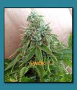 THC Development Seed Company EWOK