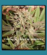 THC Development Seed Company Triple White Berry