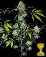 TH Seeds Bubblegum