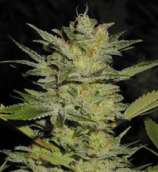 TH Seeds Heavy Duty Fruity