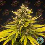 Tastebudz Seeds Critical Banana Smoothie