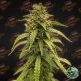 Tastebudz Seeds Forbidden Fruitz