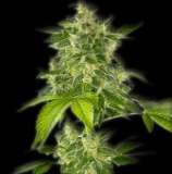 The Bulldog Seeds Autoflower Haze