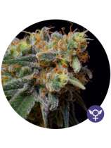 The Bulldog Seeds Caramelicious