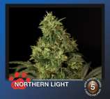 The Bulldog Seeds Northern Light